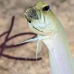 jawfish_yellowhead_bcf_nwp_v_0314_tci2242.jpg